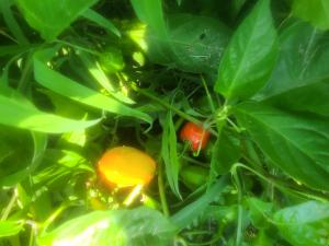 Peppers from the Christian Activity Center community garden. 